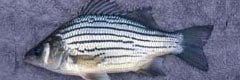 Morone mississippiensis